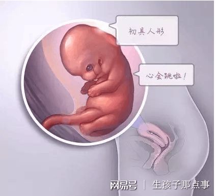 女同伴侣借卵代怀